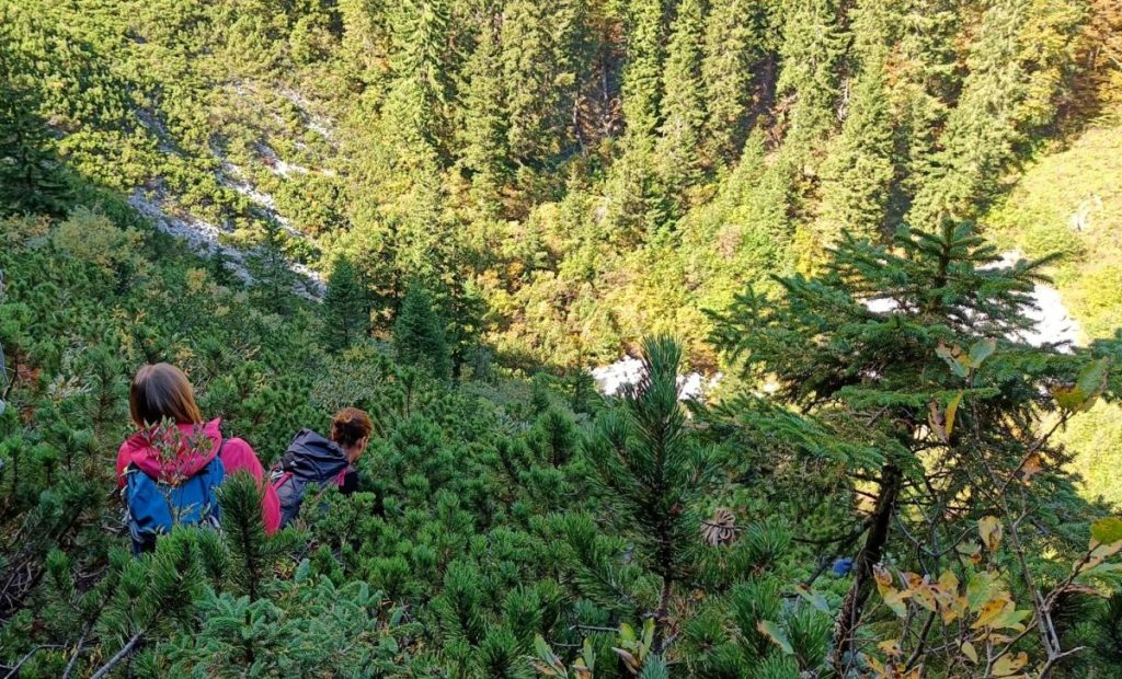 two people on a hike in the forest