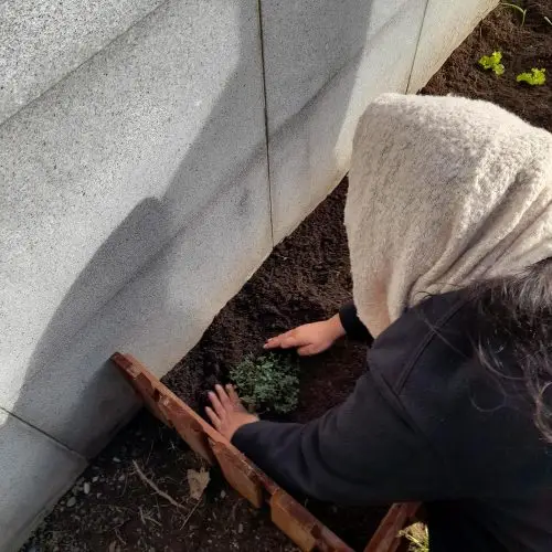 A person in a hooded garment plants a small leafy green plant in soil next to a stone wall, using both hands to settle the plant in a wooden planter.