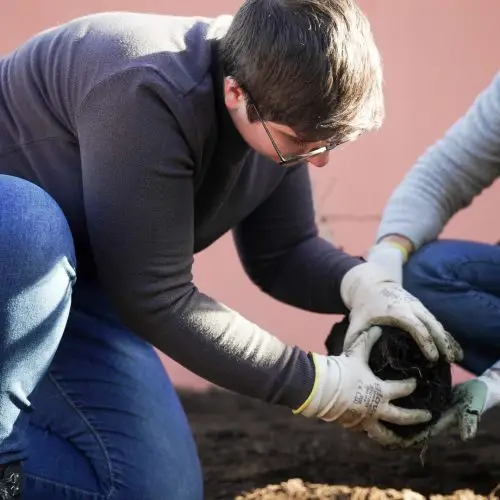 A person wearing glasses and gloves kneels on the ground, carefully placing a plant with exposed roots into soil, while another person assists, against a pink wall background.