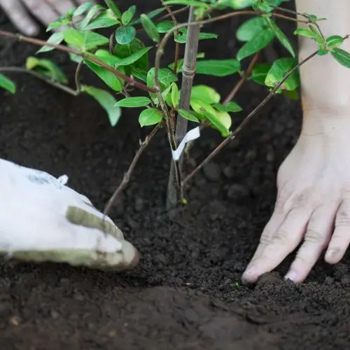 Two hands gently plant a small green shrub into dark soil, one hand wearing a white glove and the other bare, suggesting a gardening activity.