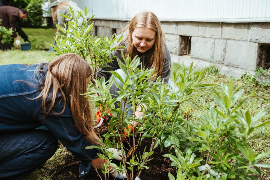 Two people are gardening together outside, kneeling on the grass and planting green shrubs near a white building with stone foundation. One holds pruning shears, while the other arranges soil around the plants.