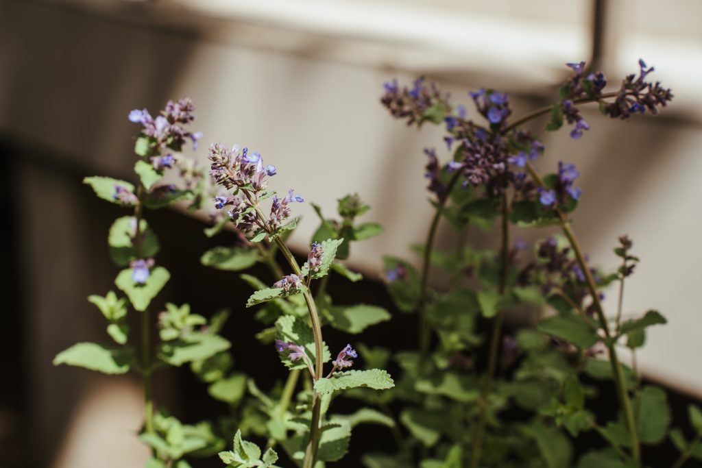 Green leafy stems with small purple flowers grow in sunlight, possibly in a garden or planter, with a blurred, light-colored background.